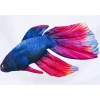 Gaby Coussin Combattant
