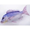 Gaby Coussin Denti