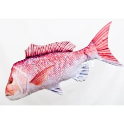 Gaby Coussin Vivaneau Australasien